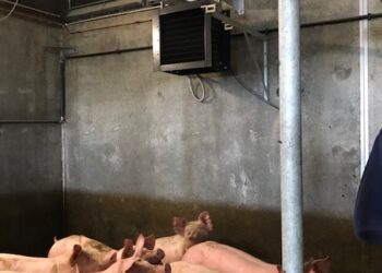 Multiheat Hog Heat Superior